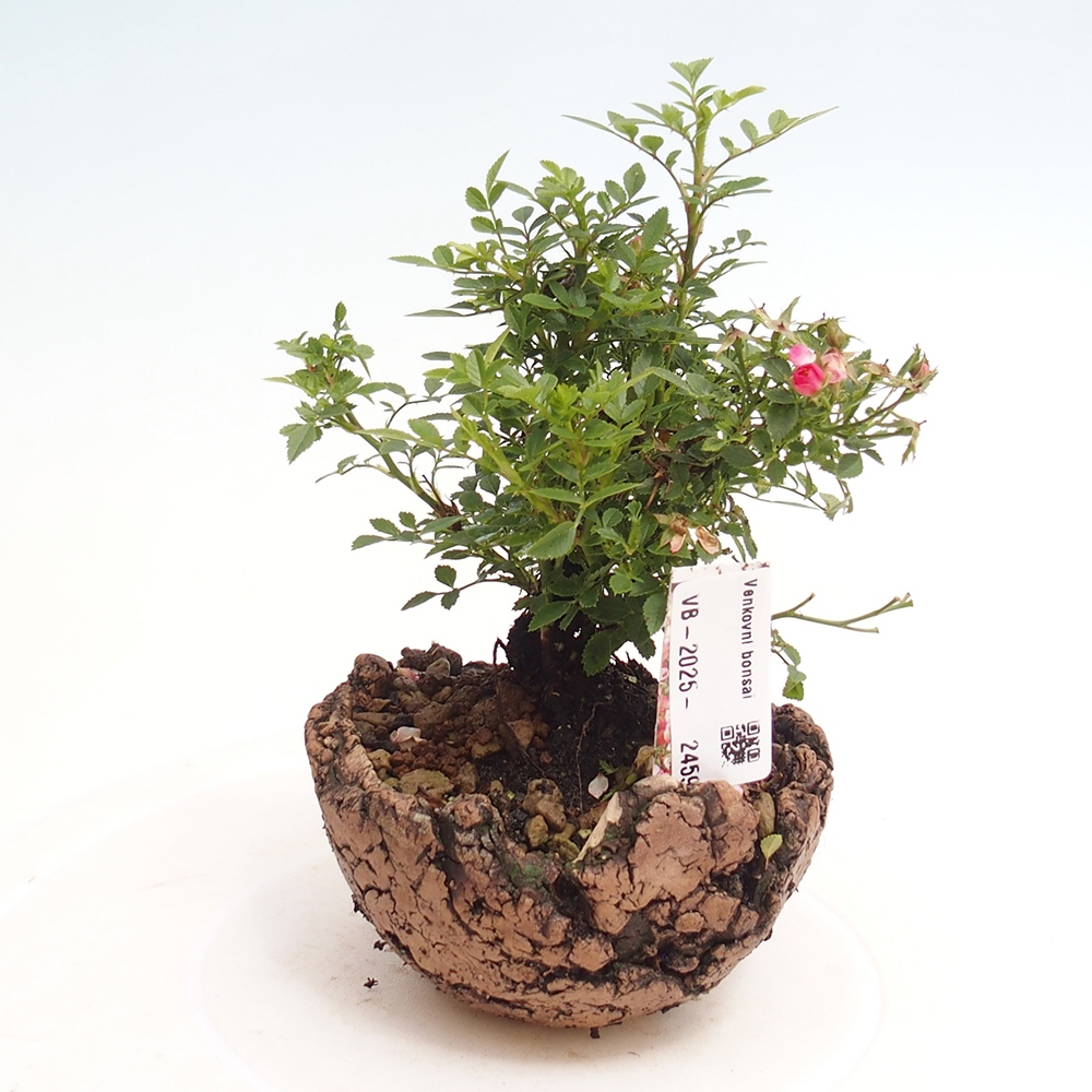 Venkovní bonsai - Rosa Cutie Pie - Růže 