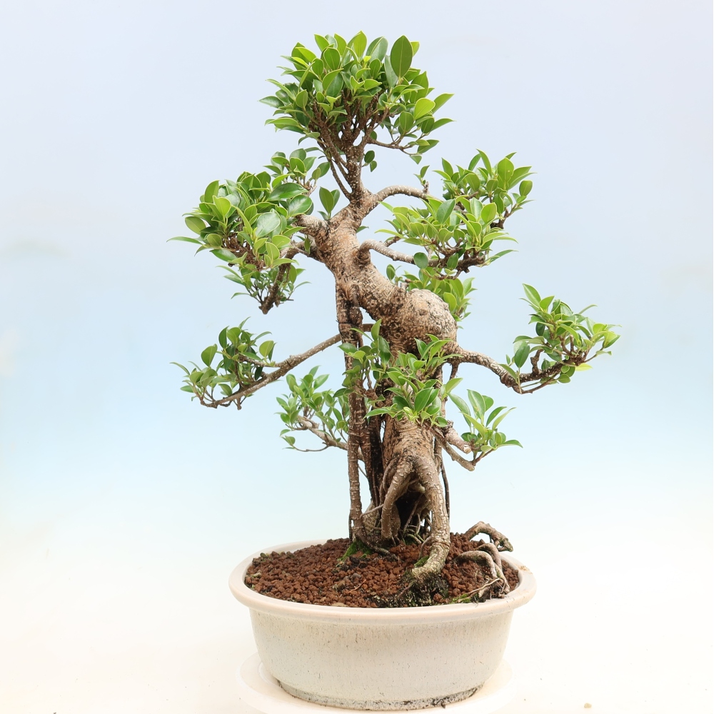Pokojová bonsai - Ficus kimmen -  malolistý fíkus