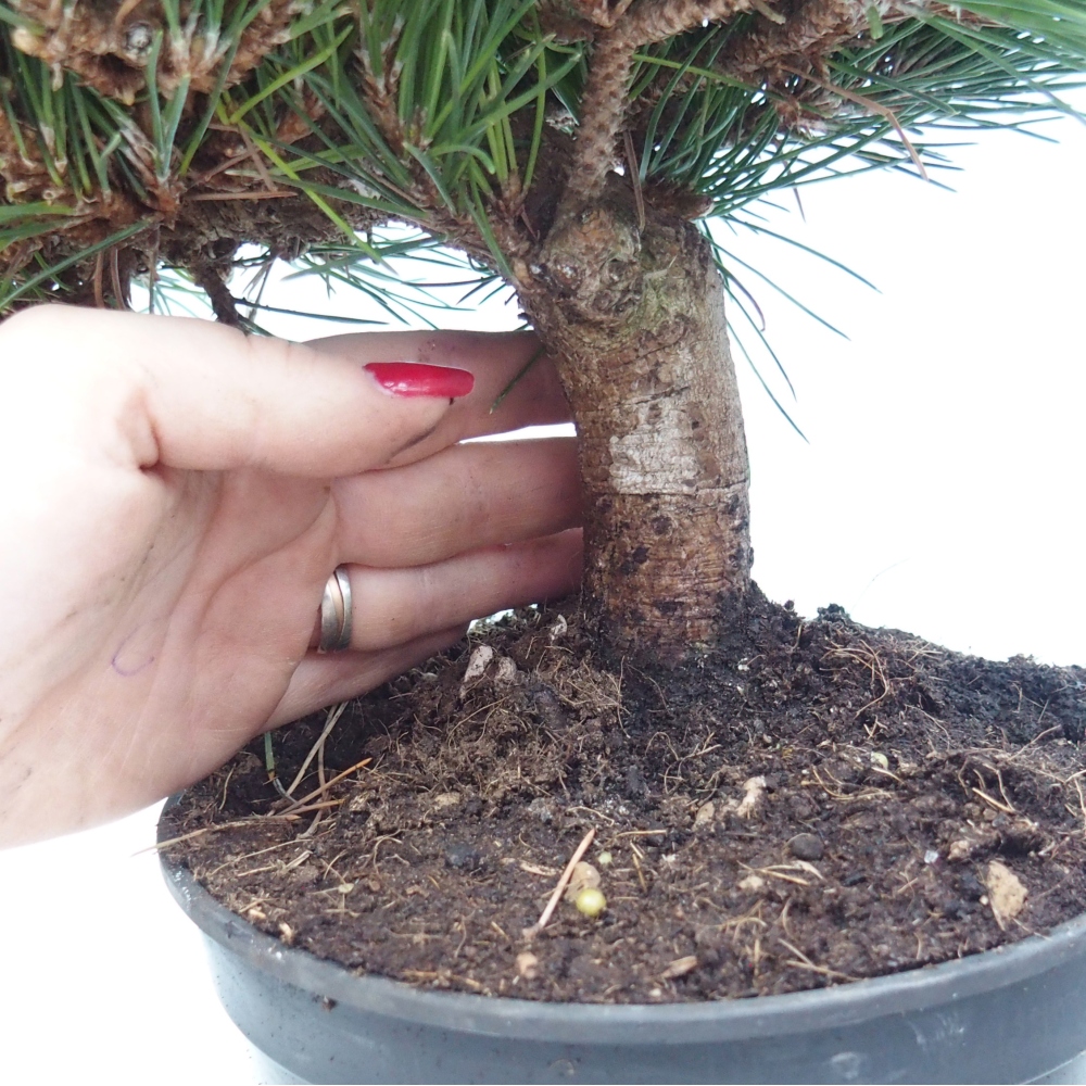 Venkovní bonsai - Pinus thunbergii senjyumaru - Borovice thunbergova