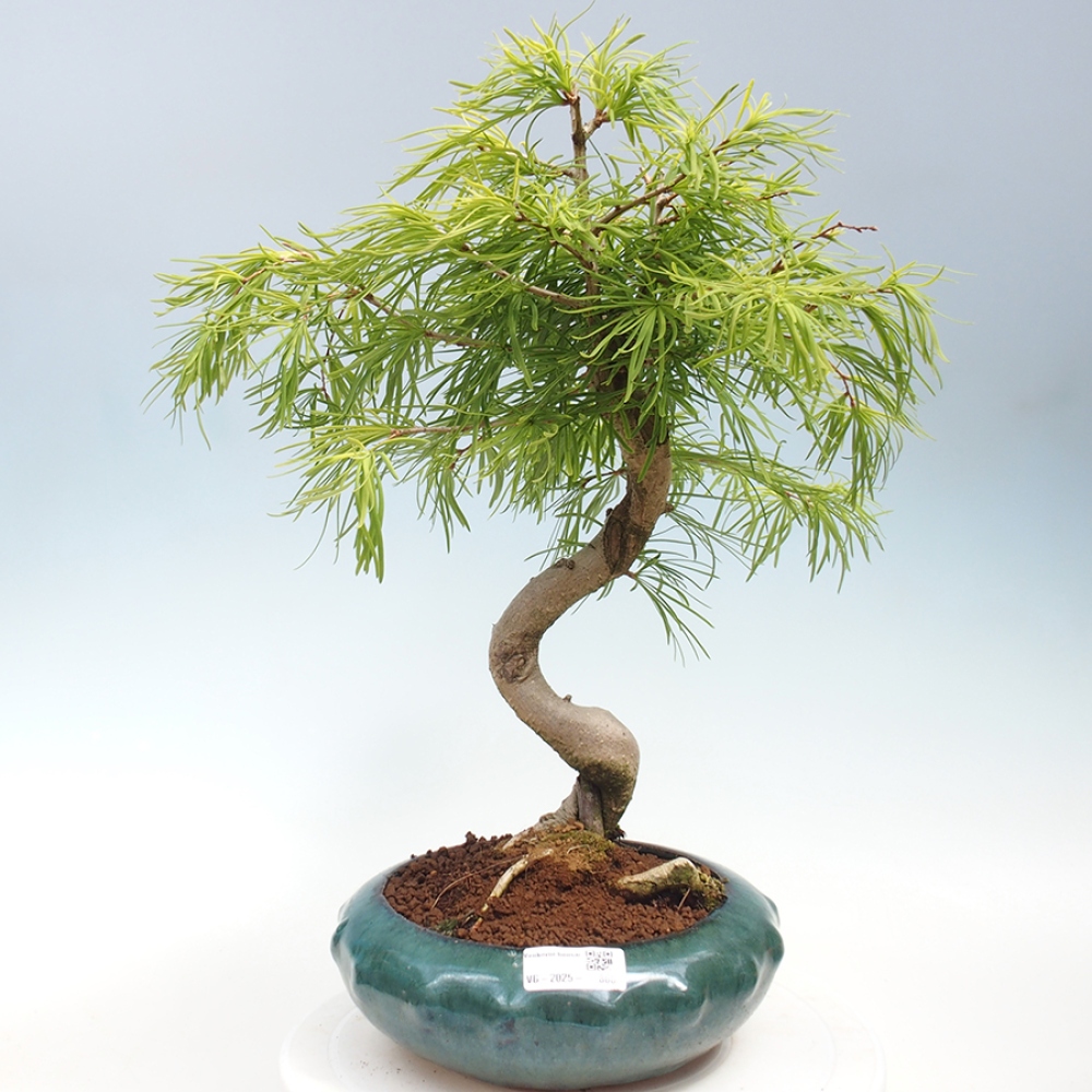 Venkovní bonsai - Pamodřín - Pseudolarix amabis
