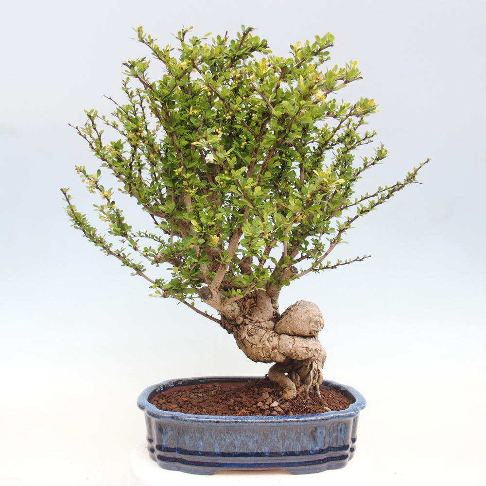 Venkovní bonsai - Berberis coreana - Dřištál korejský
