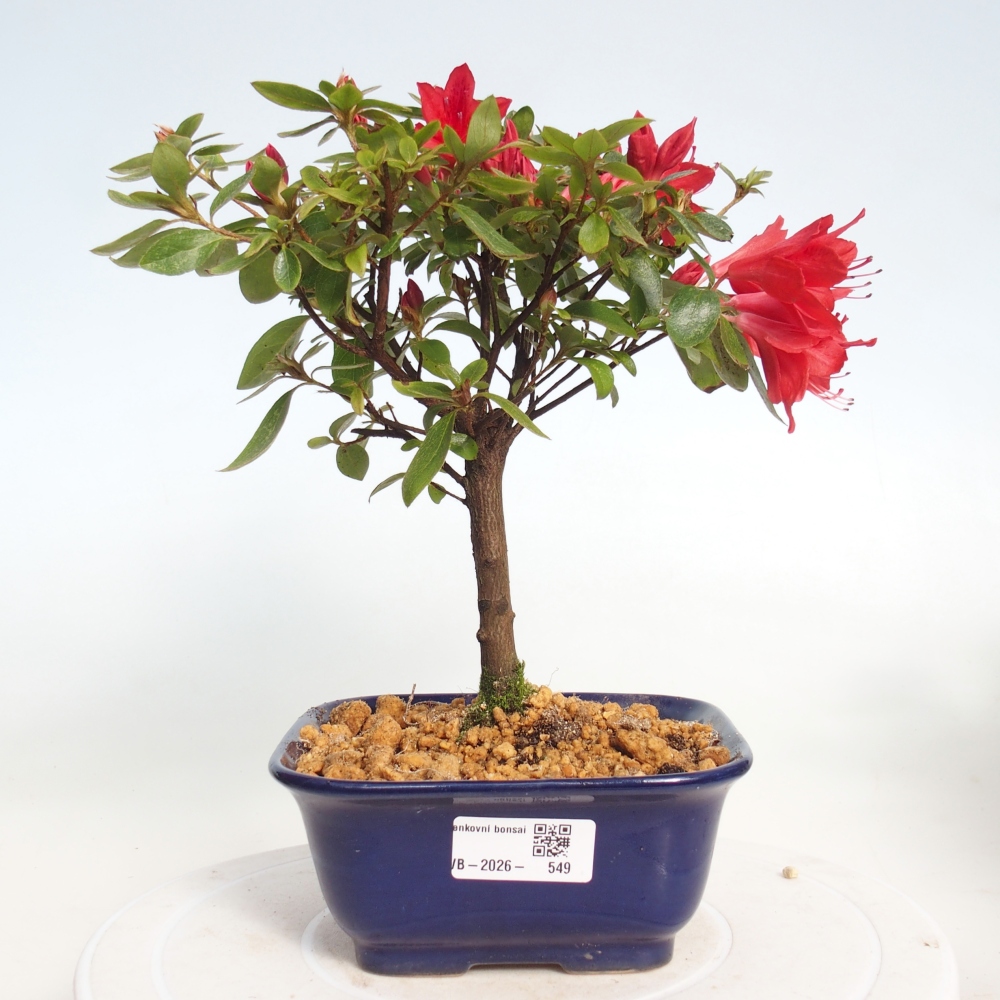 Venkovní bonsai - Japonská azalka - Azalea sp.