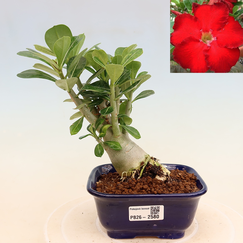 Pokojová bonsai - Adenium obesum Red Star - Pouštní růže