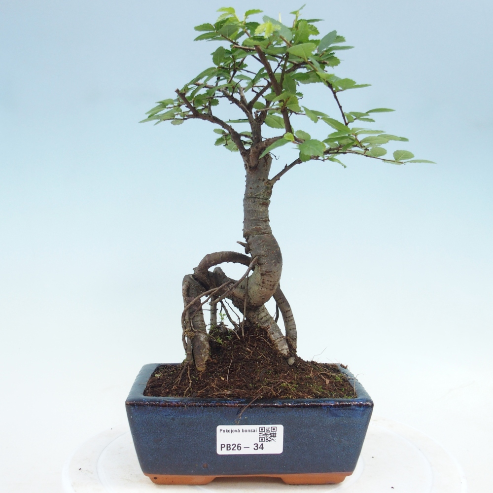 Pokojová bonsai - Ulmus parvifolia - Malolistý jilm