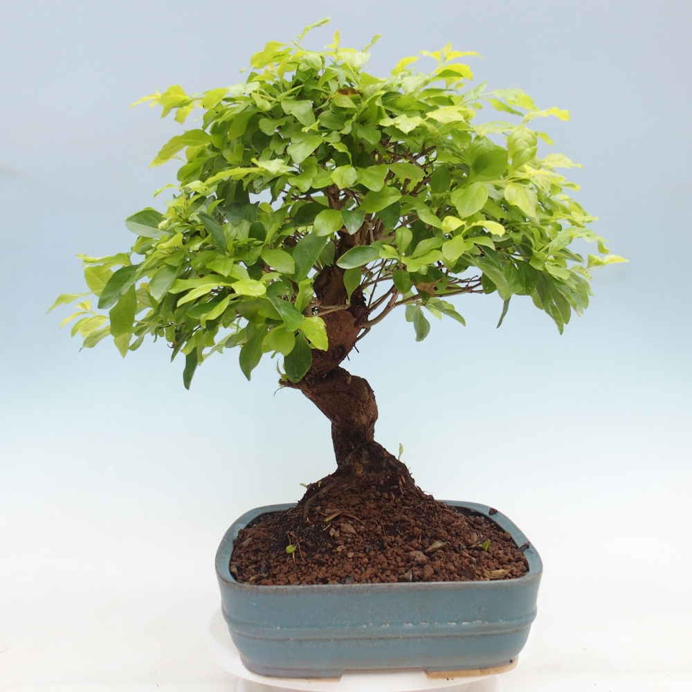 Pokojová bonsai - Duranta erecta Aurea - POUZE OSOBNÍ ODBĚR nebo paletová přeprava