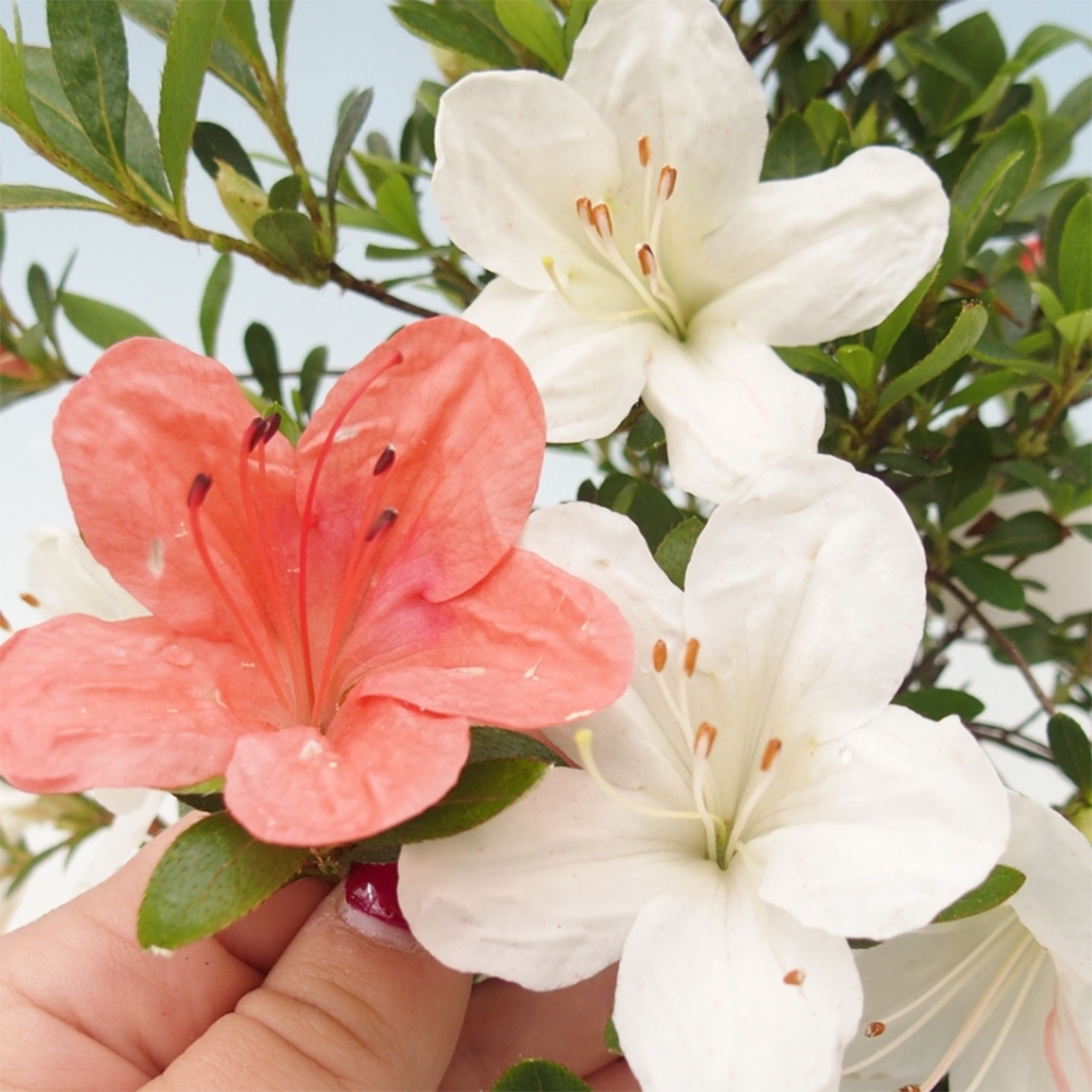 Venkovní bonsai - Japonská azalka - Azalea Matsunami