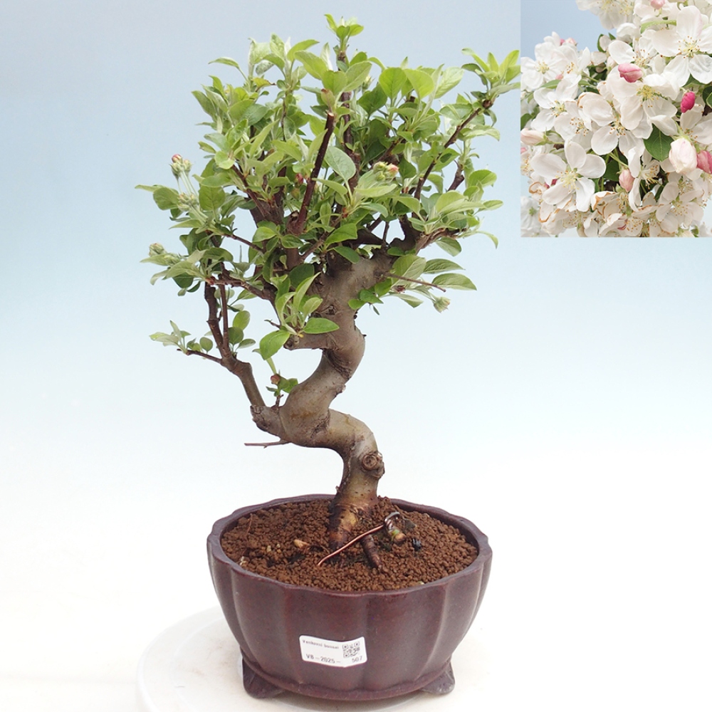 Venkovní bonsai -Malus halliana - Maloplodá jabloň