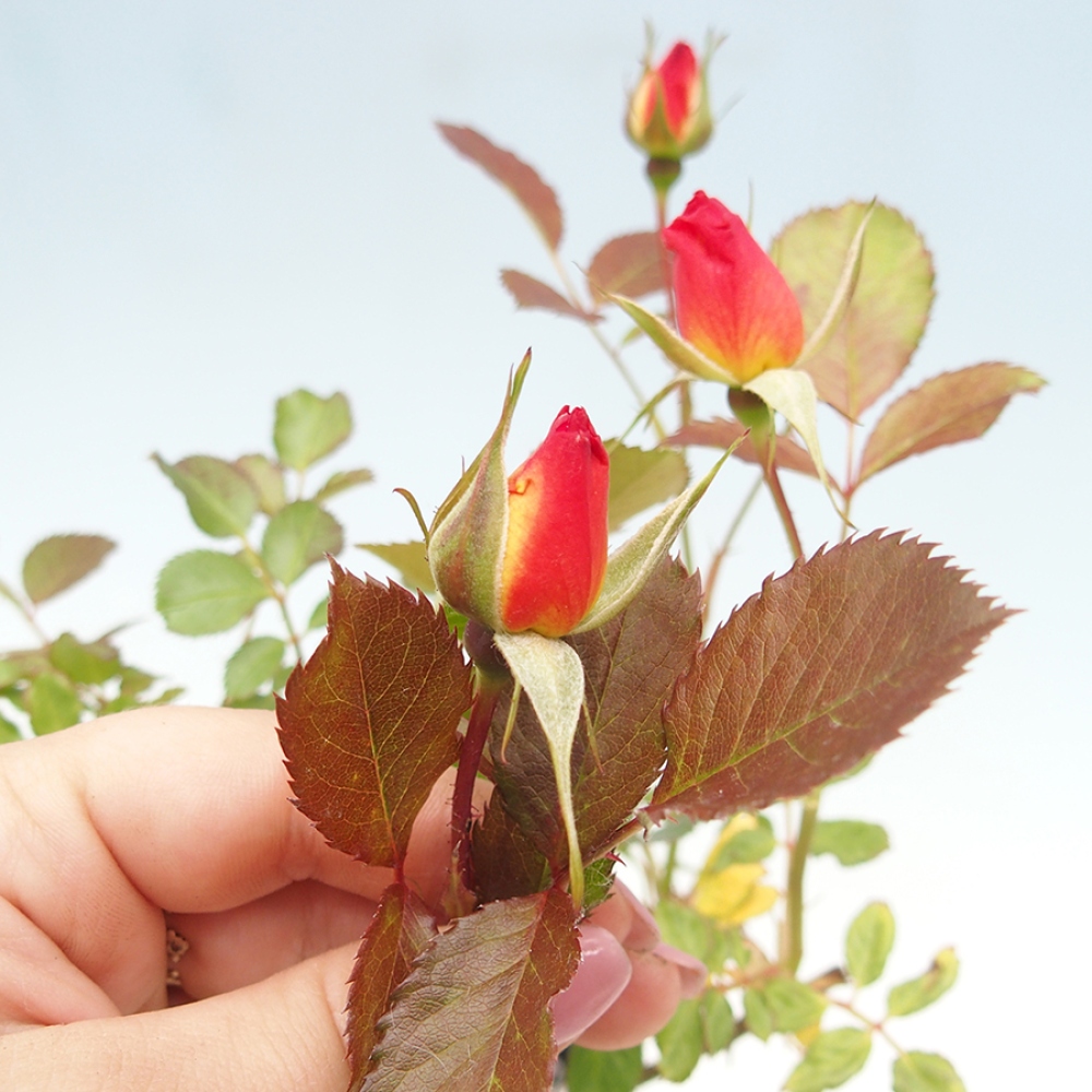 Venkovní bonsai - Rosa Kordes -  růže