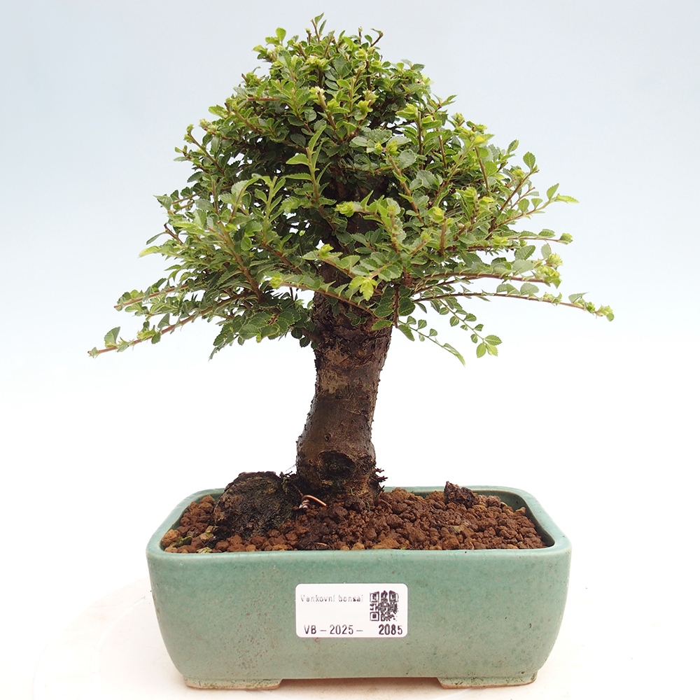Venkovní bonsai - Ulmus parvifolia Hokkaido - jilm Čínský