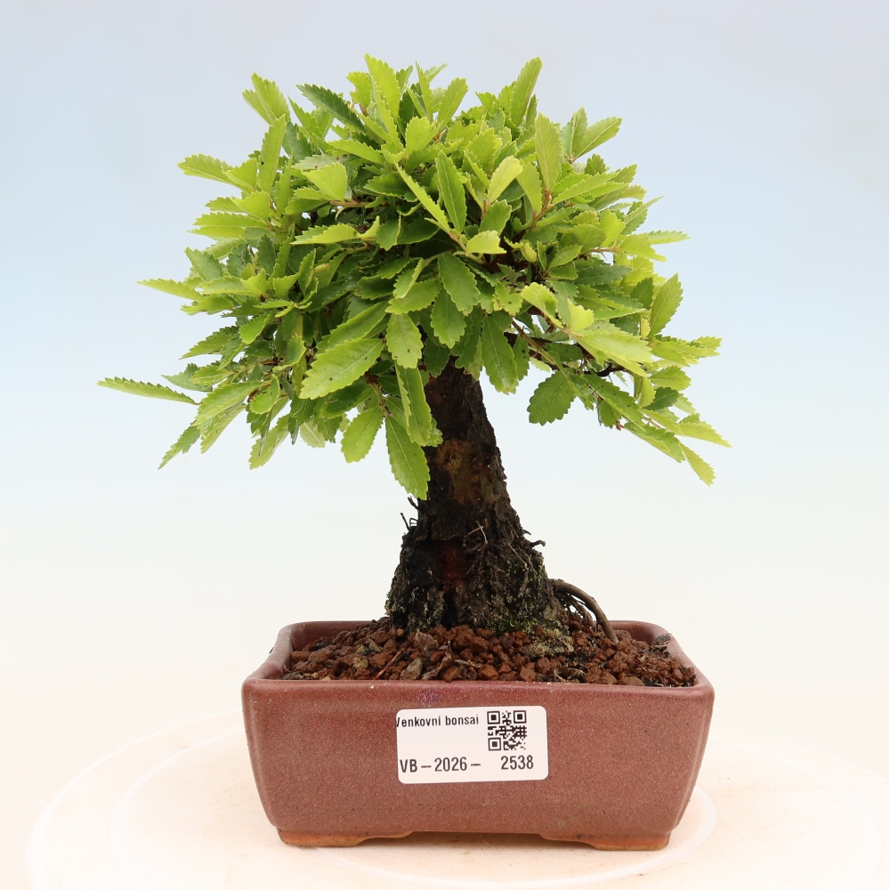 Venkovní bonsai - Zelkova - Zelkova NIRE