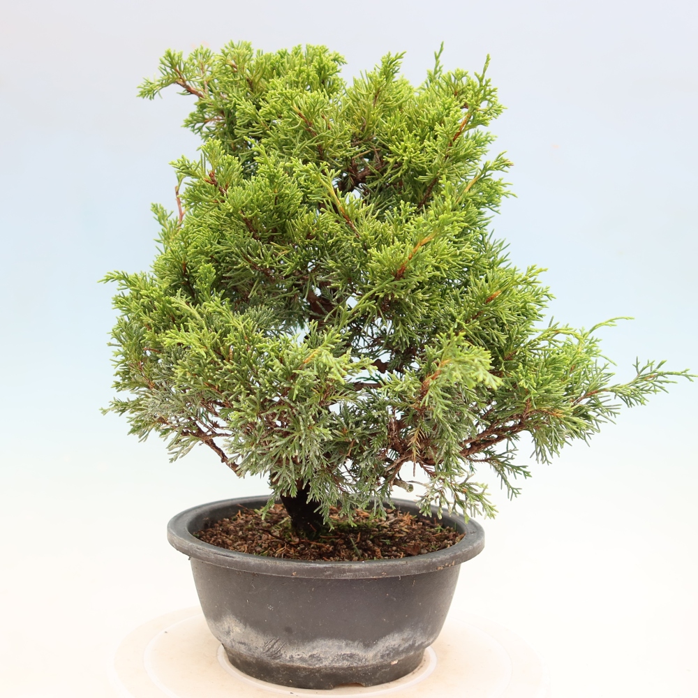 Venkovní bonsai - Juniperus chinensis Itoigawa-Jalovec čínský