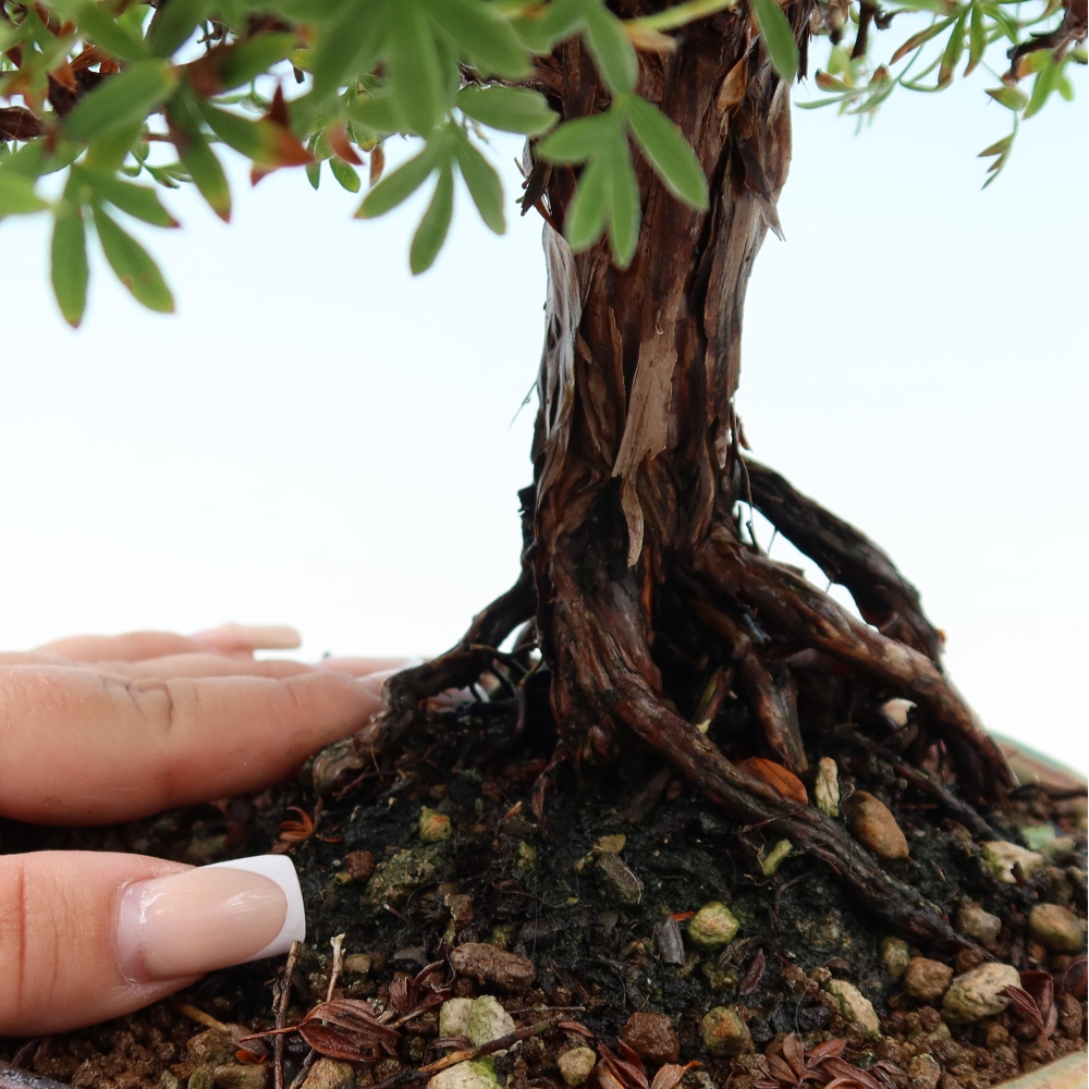 Venkovní bonsai-Mochna křovitá - potentila fruticosa 