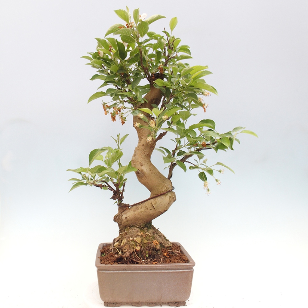 Venkovní bonsai -Malus halliana - Maloplodá jabloň