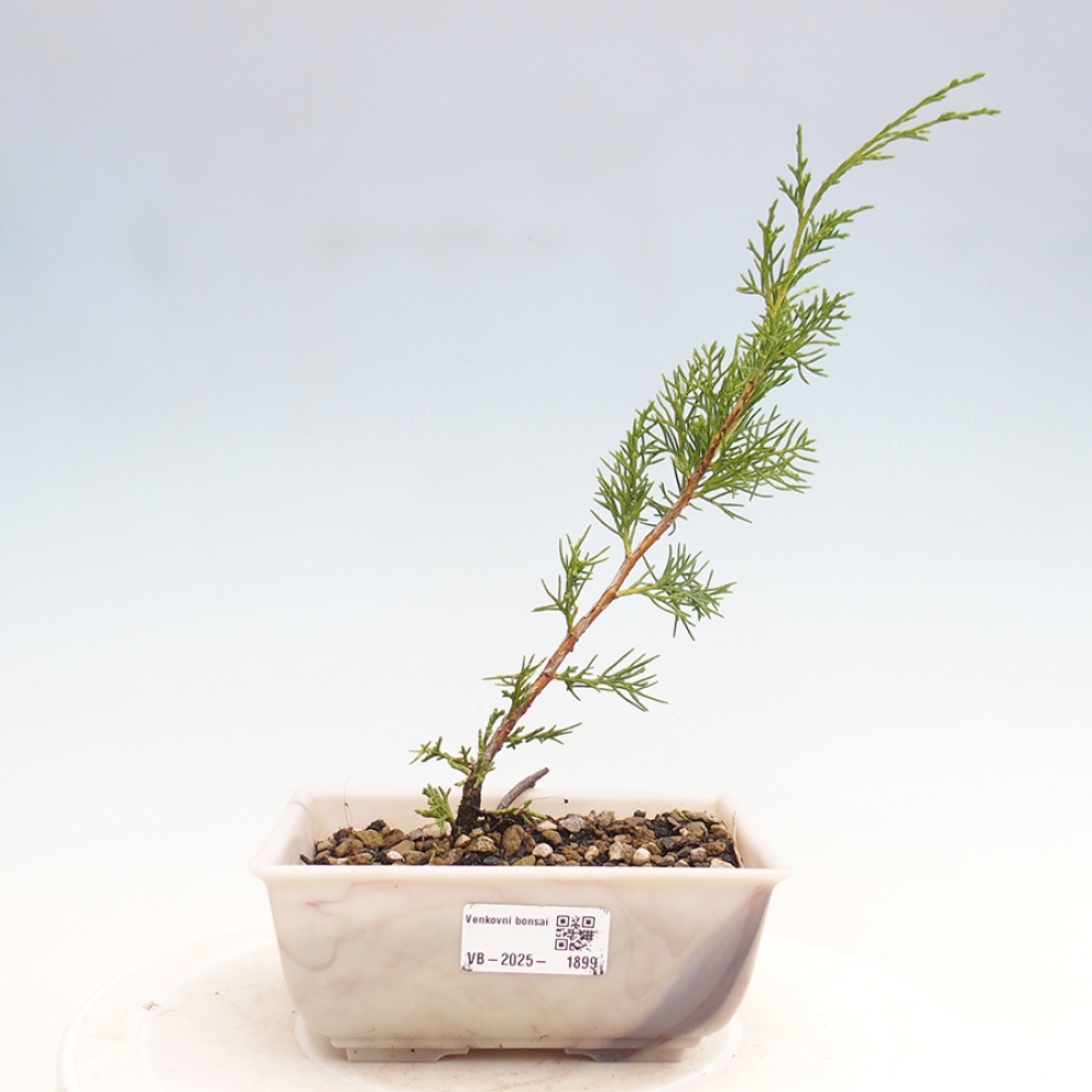 Venkovní bonsai - Juniperus chinensis Itoigawa -Jalovec čínský