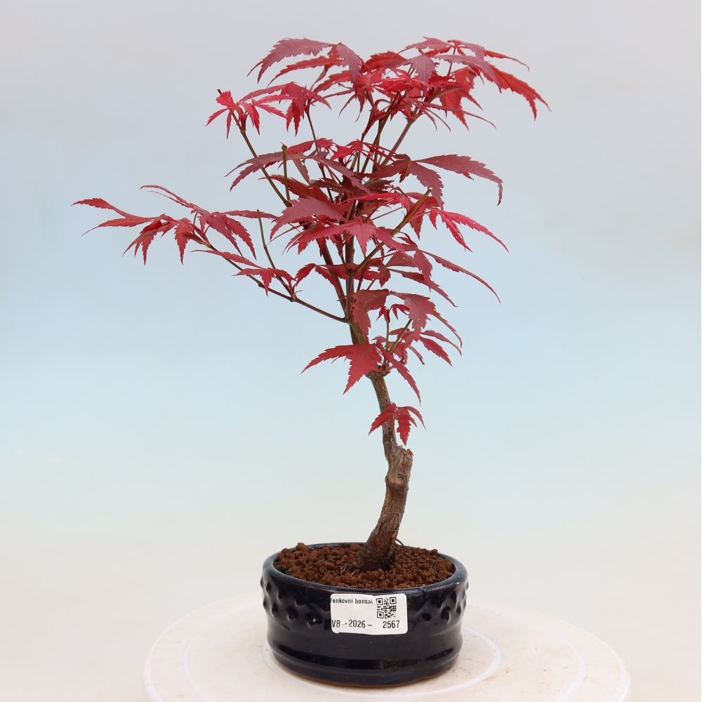 Venkovní bonsai - Acer palm. Atropurpureum-Javor dlanitolistý