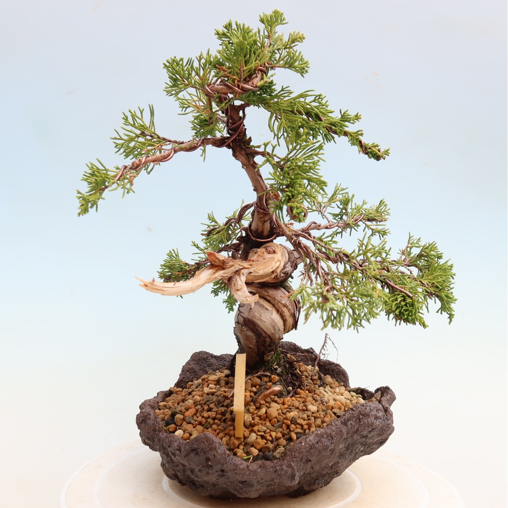 Venkovní bonsai - Juniperus chinensis Itoigawa-Jalovec čínský