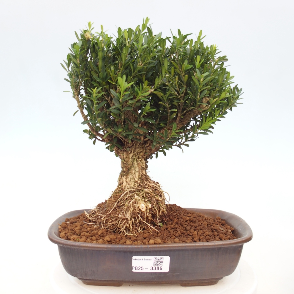 Pokojová bonsai - Buxus harlandii -korkový buxus