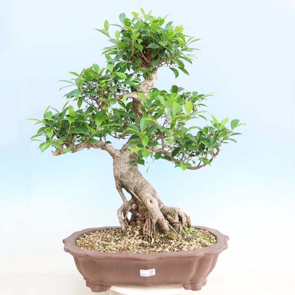 Pokojová bonsai - Ficus kimmen -  malolistý fíkus