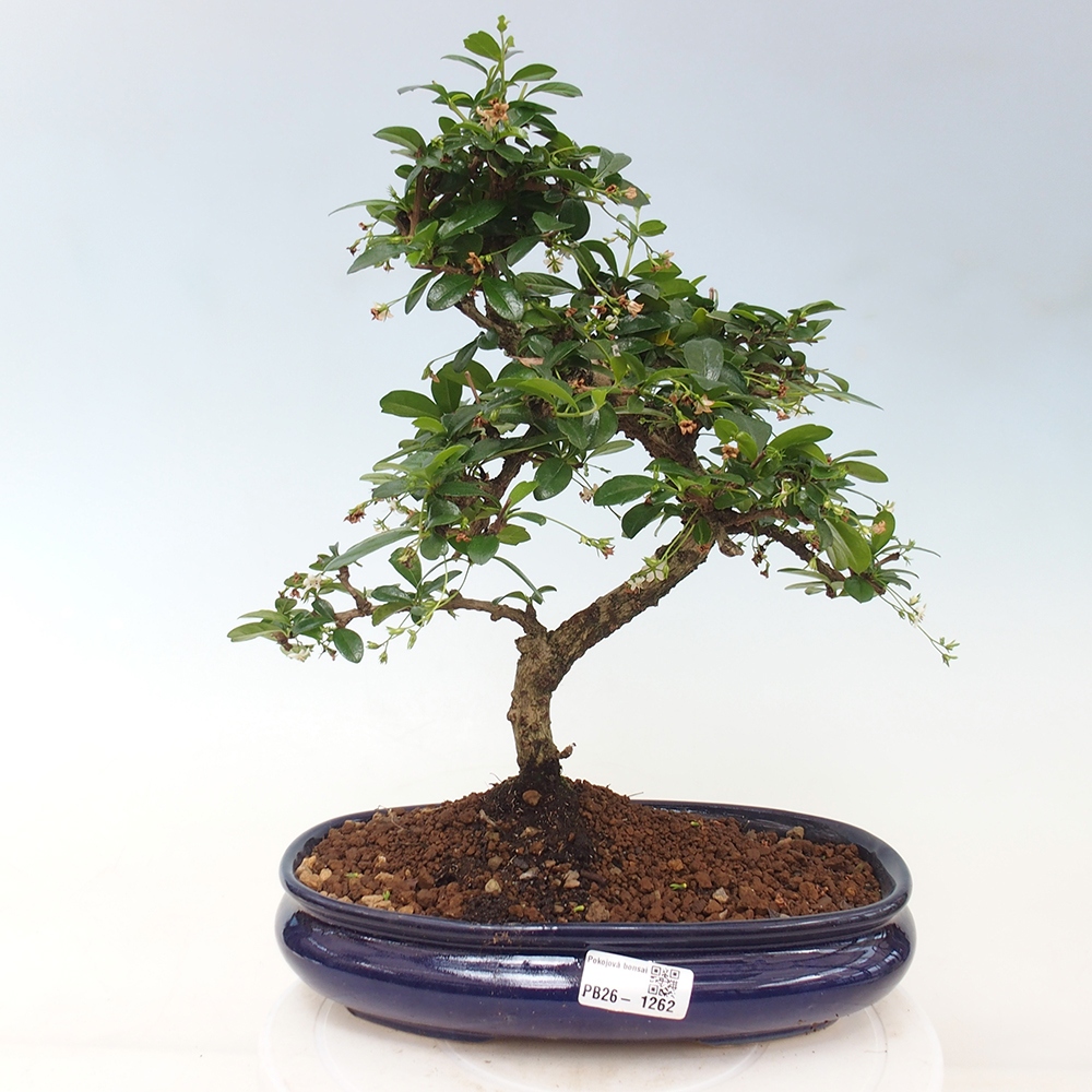 Pokojová bonsai - Carmona macrophylla - Čaj fuki