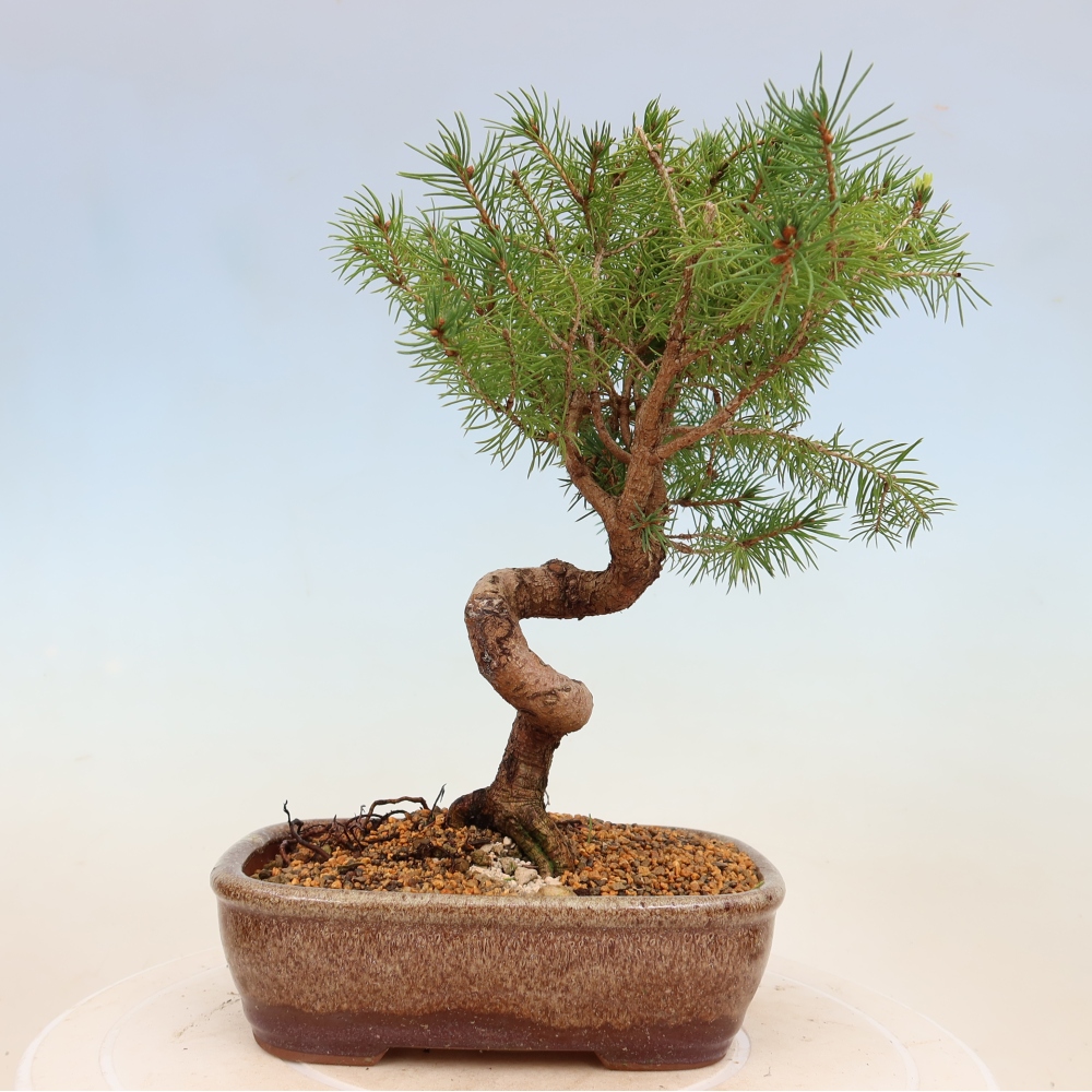 Venkovní bonsai- Smrk kulovitý - Picea glauca globe