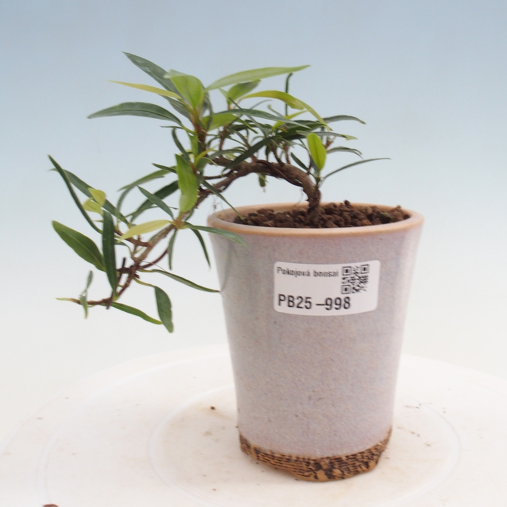 Pokojová bonsai - Ficus nerifolia -  malolistý fíkus