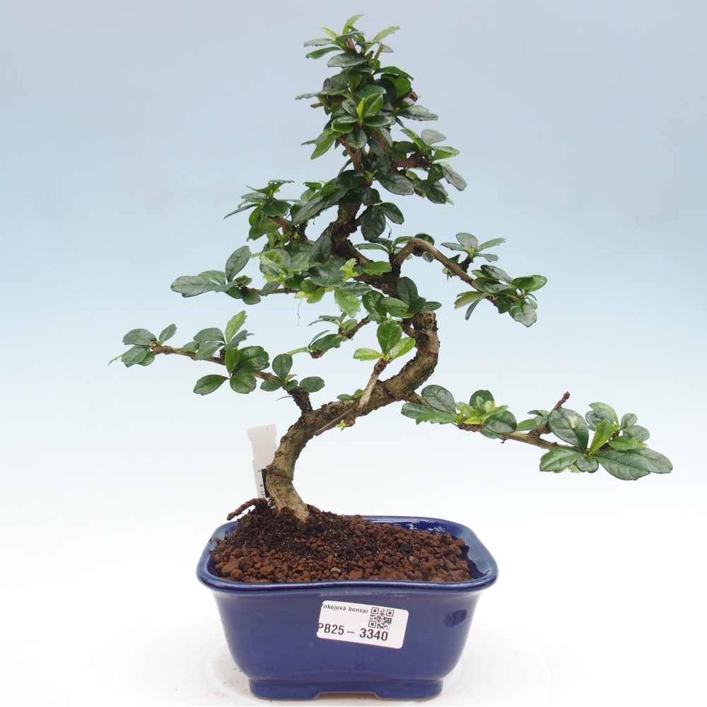 Pokojová bonsai - Carmona macrophylla - Čaj fuki