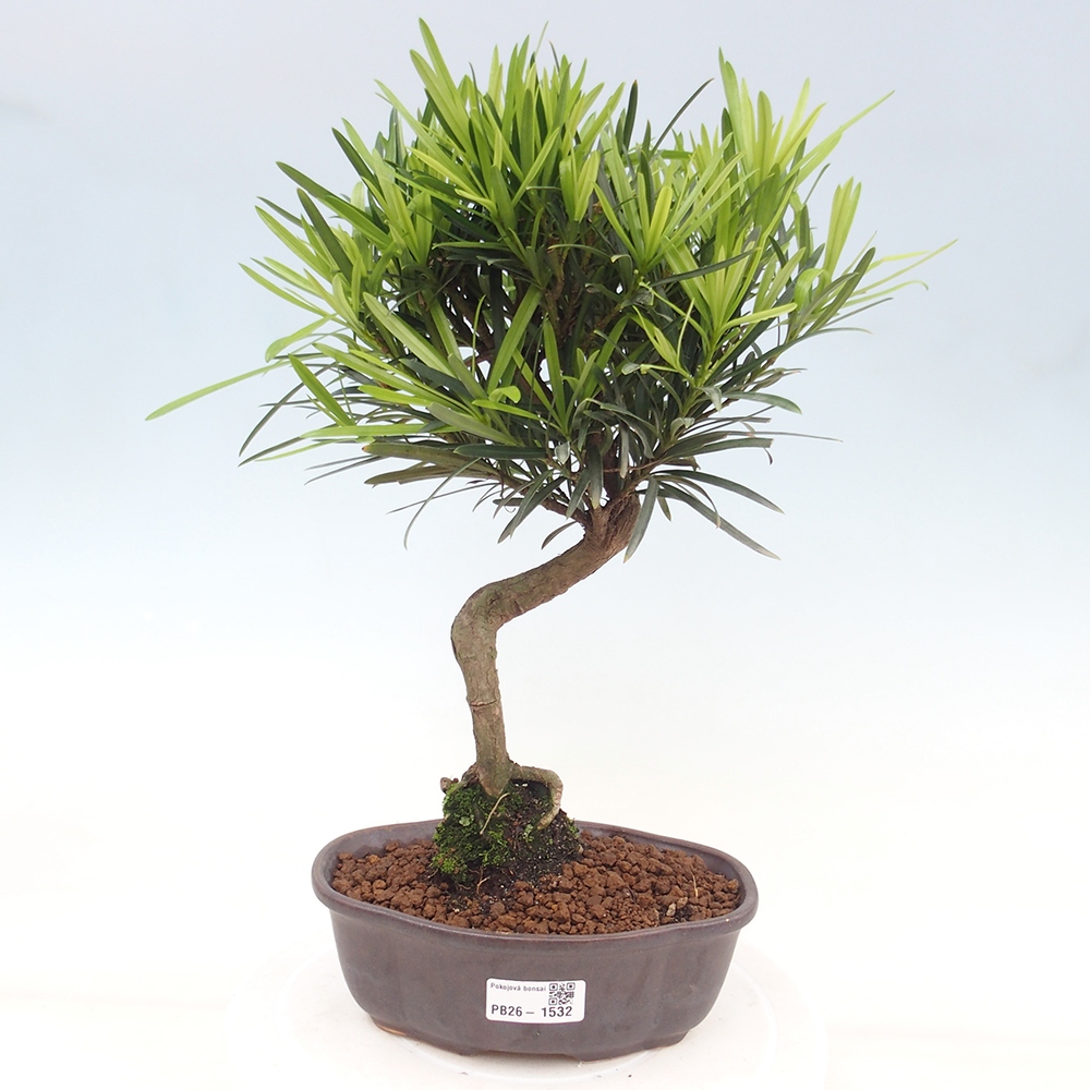 Pokojová bonsai - Podocarpus - Kamenný tis