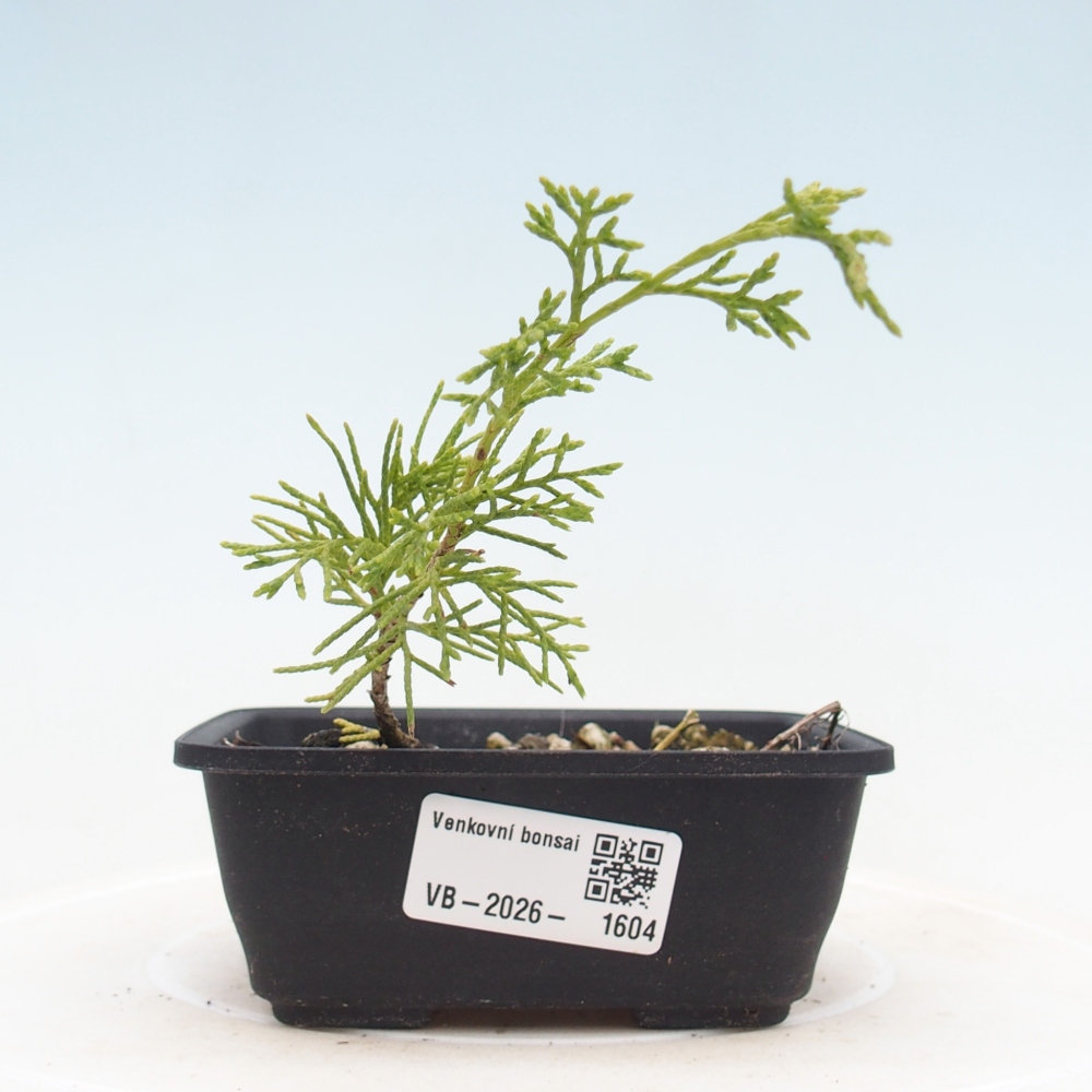 Venkovní bonsai - Juniperus chinensis Itoigawa -Jalovec čínský