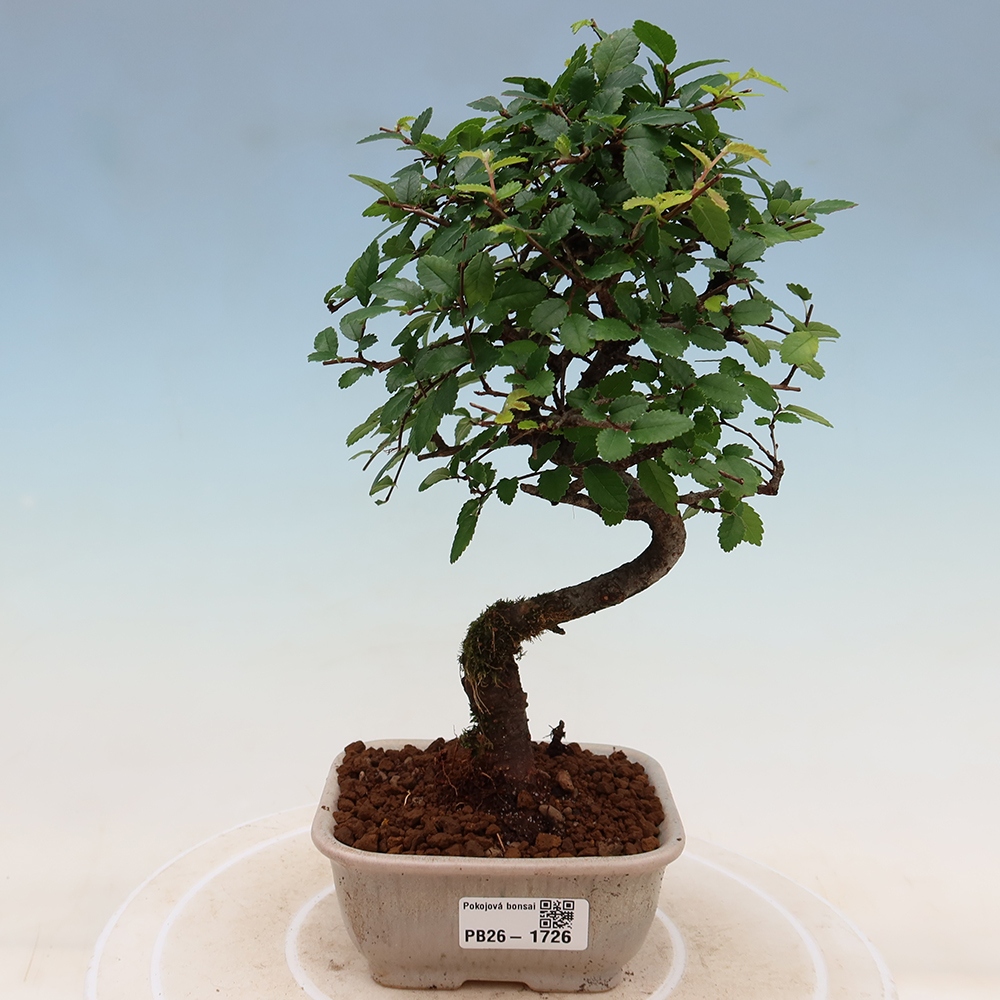 Pokojová bonsai - Ulmus parvifolia - Malolistý jilm