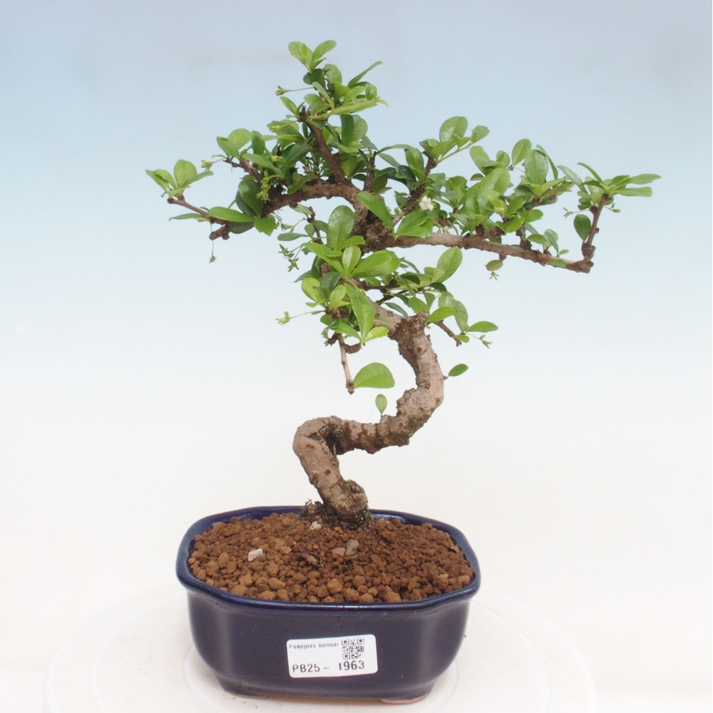 Pokojová bonsai - Carmona macrophylla - Čaj fuki
