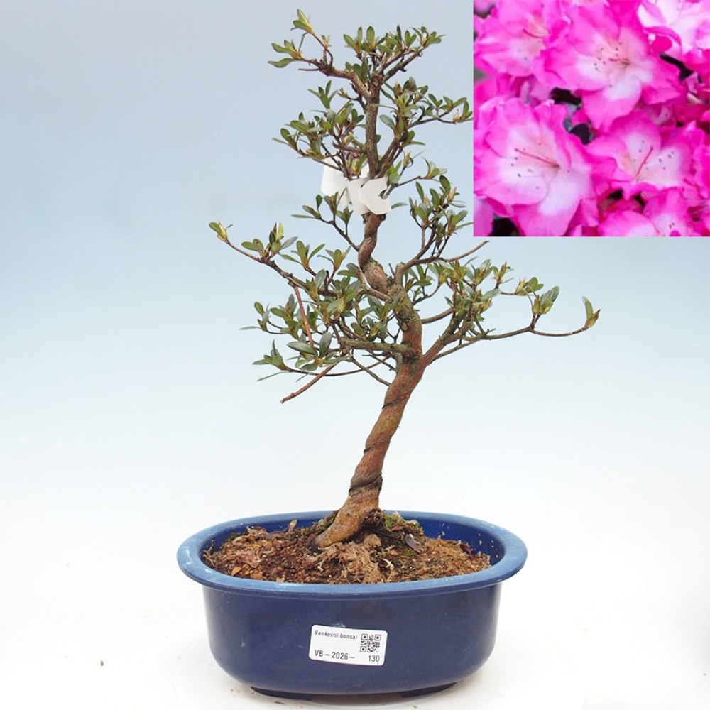 Venkovní bonsai - Japonská azalka - Azalea Mio