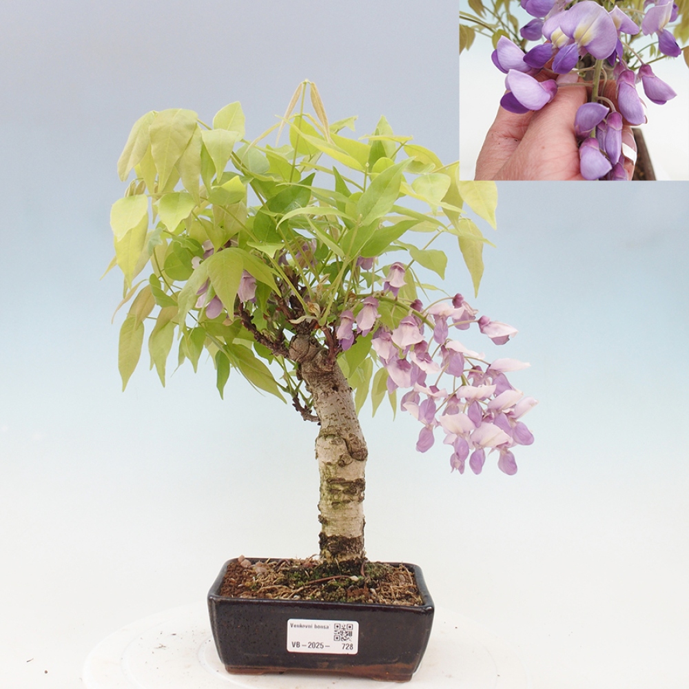 Venkovní bonsai - Vistarie květnatá - Wisteria floribunda