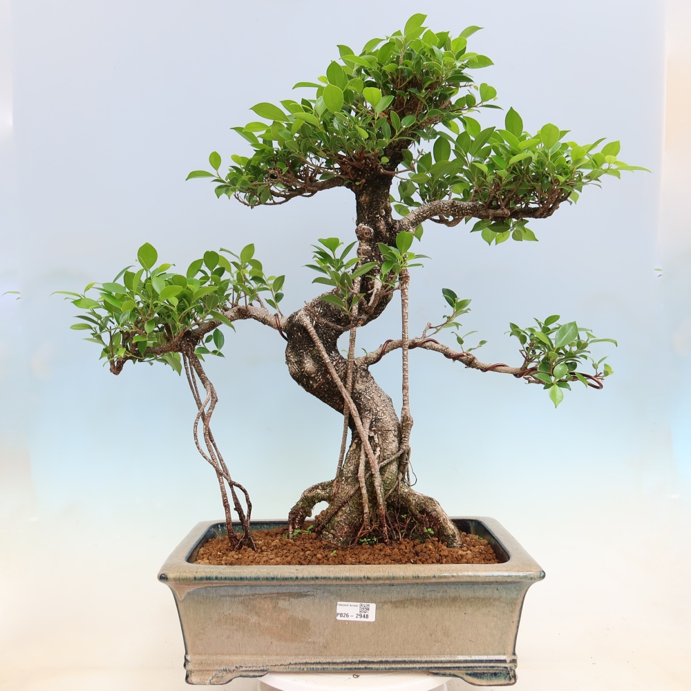 Pokojová bonsai - Ficus kimmen -  malolistý fíkus