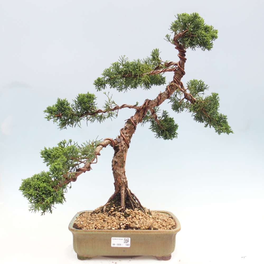 Venkovní bonsai - Juniperus chinensis Kishu -Jalovec čínský
