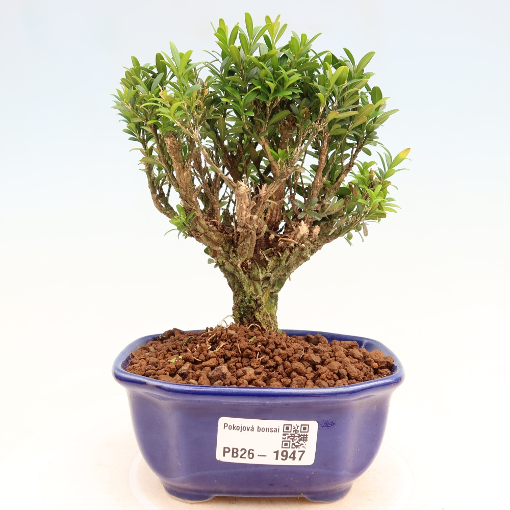 Pokojová bonsai - Buxus harlandii -korkový buxus