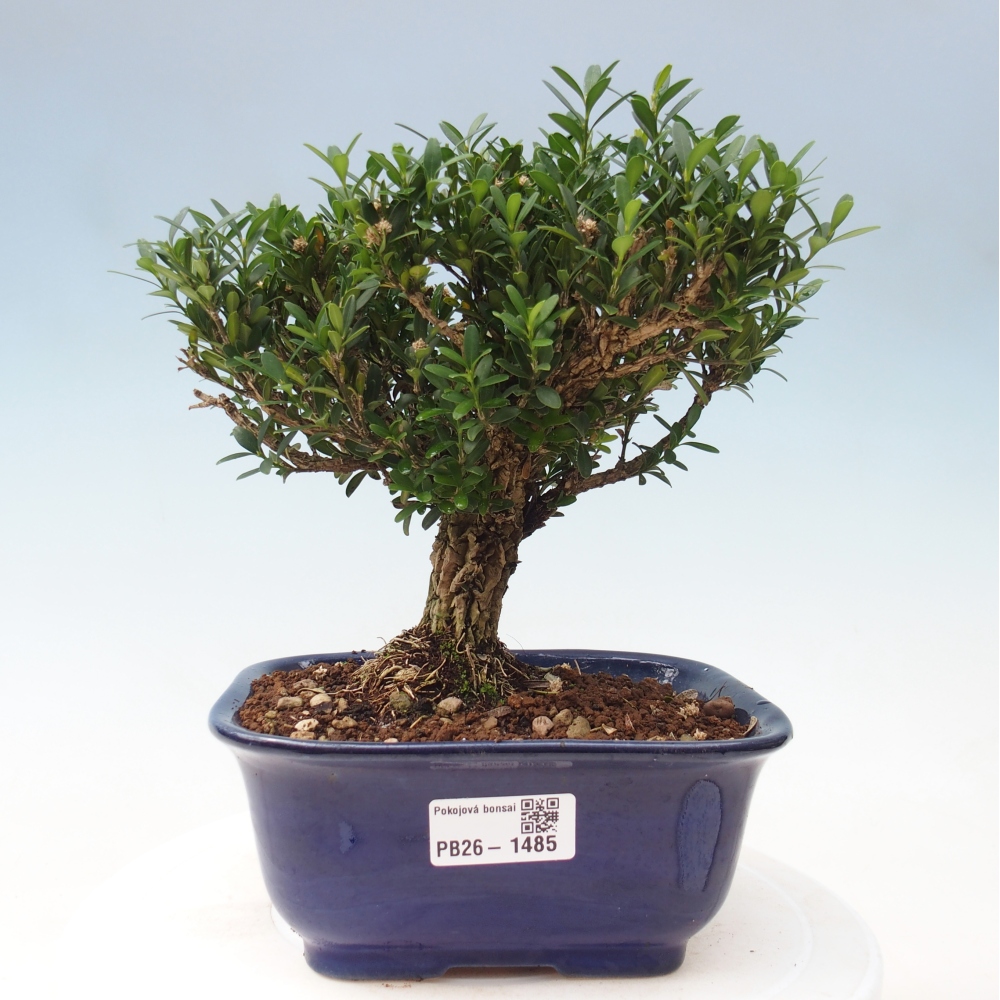 Pokojová bonsai - Buxus harlandii - korkový buxus
