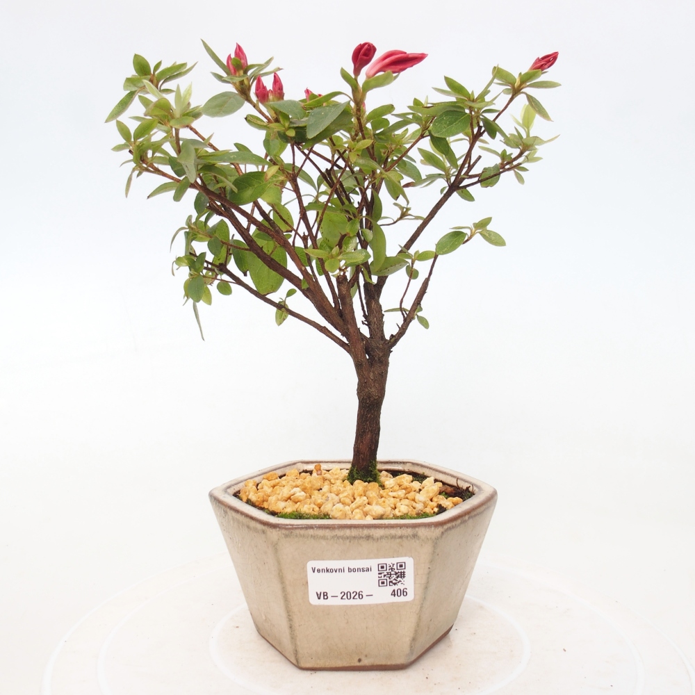 Venkovní bonsai - Japonská azalka - Azalea sp.