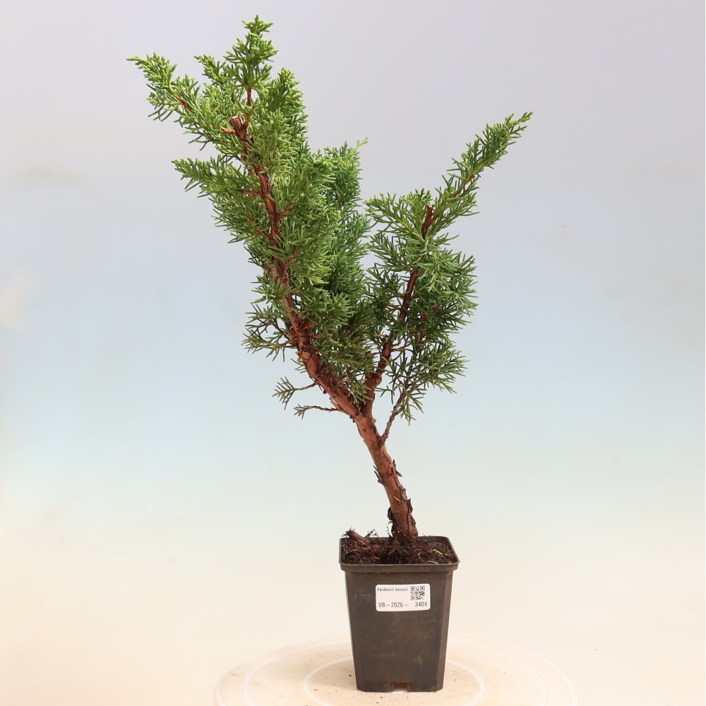 Venkovní bonsai - Juniperus chinensis Kishu -Jalovec čínský