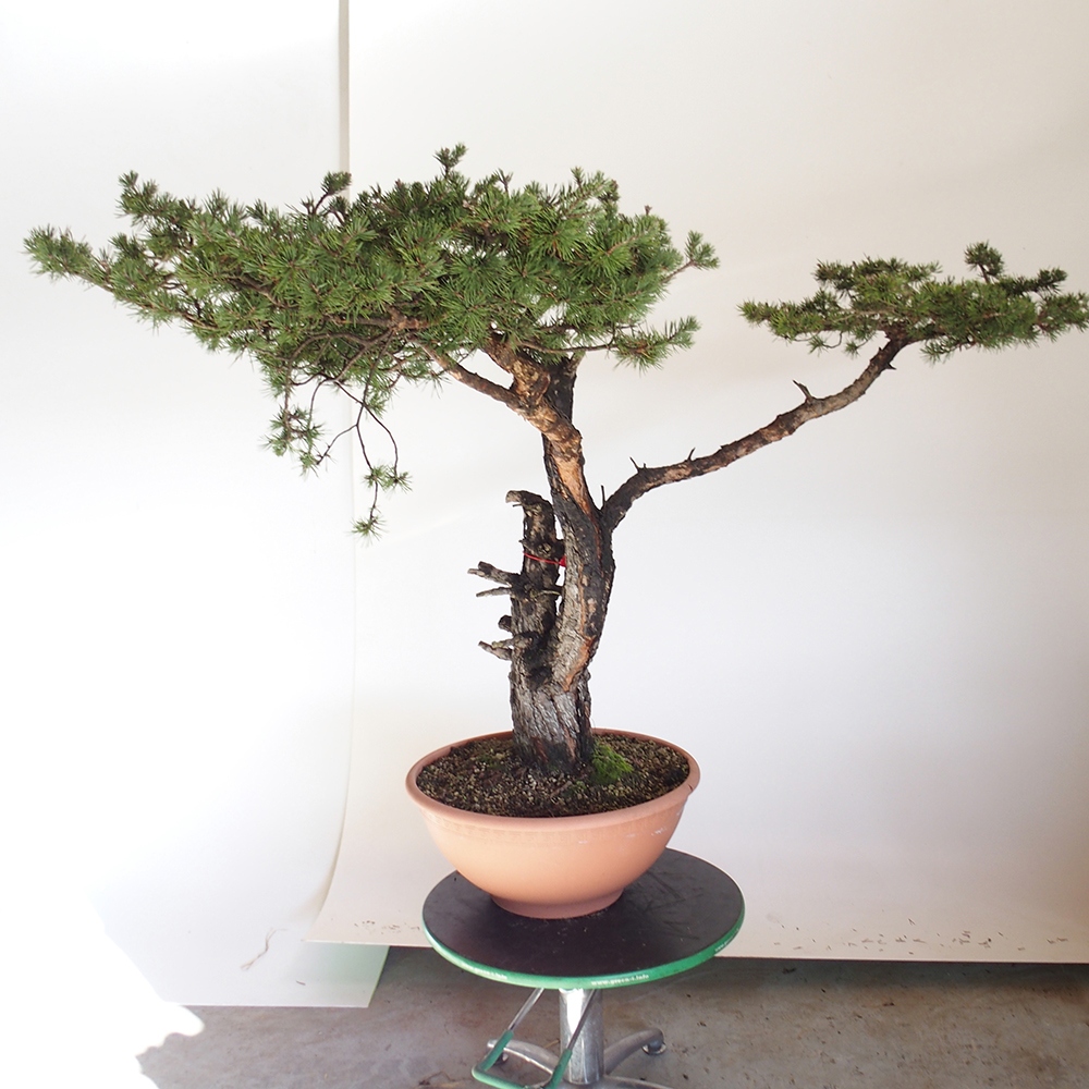 Yamadori - Pinus sylvestris Španělsko