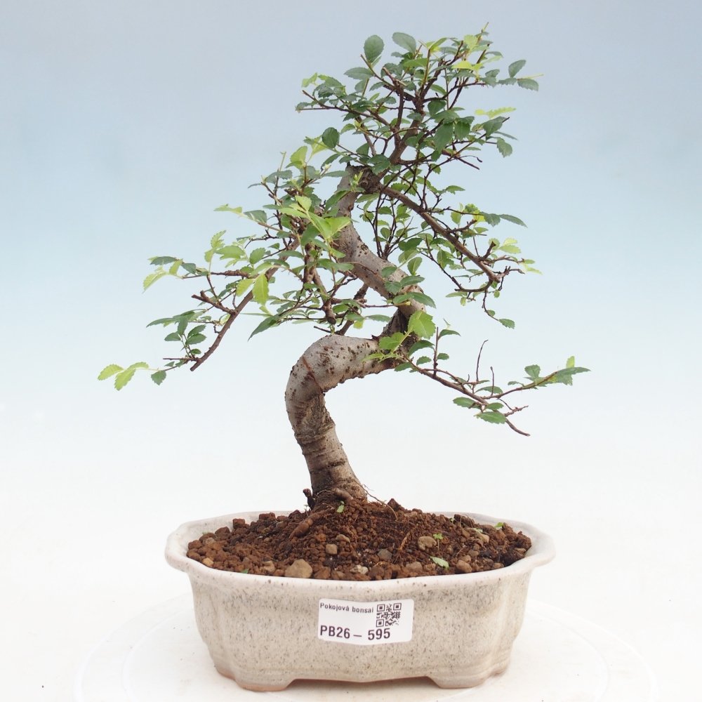 Pokojová bonsai - Ulmus parvifolia - Malolistý jilm