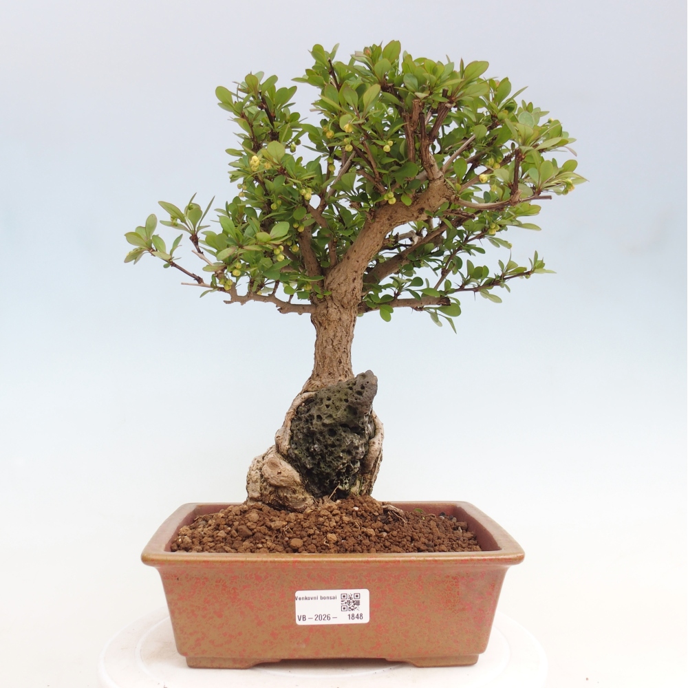 Venkovní bonsai - Berberis coreana - Dřištál korejský