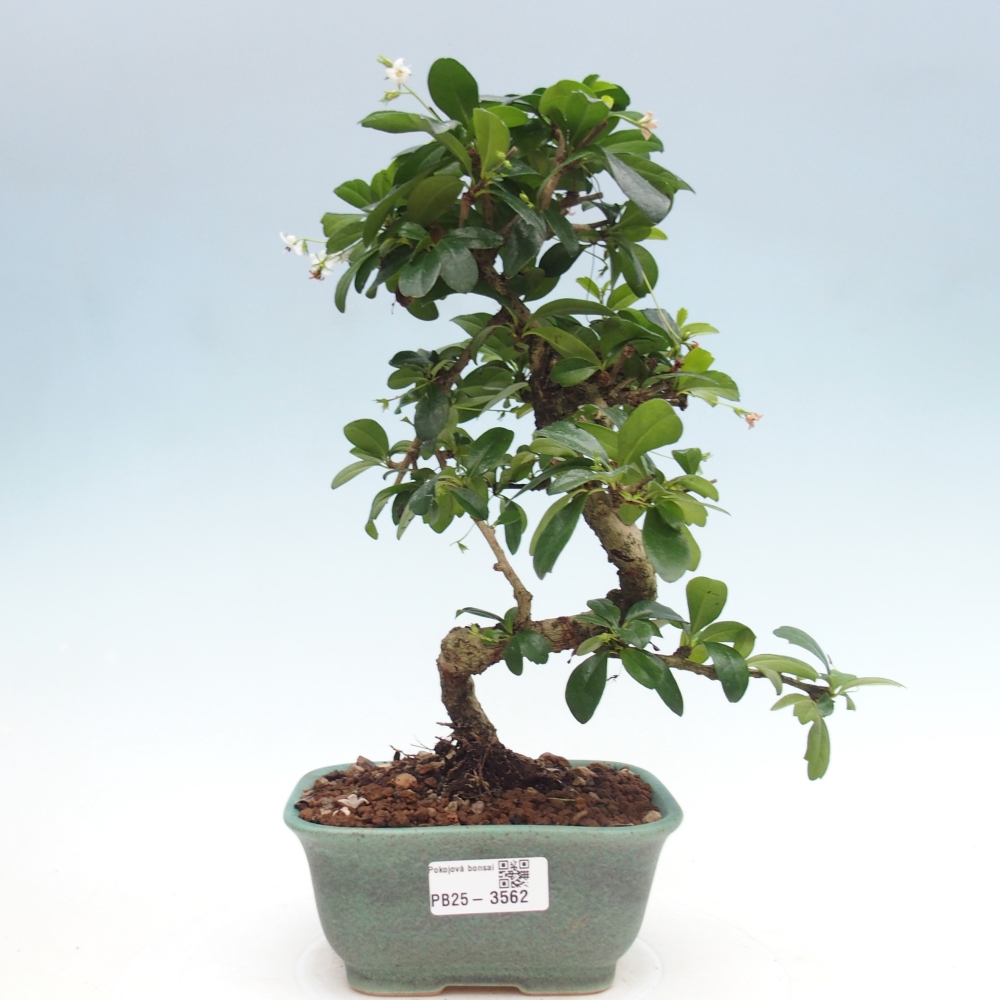 Pokojová bonsai - Carmona macrophylla - Čaj fuki