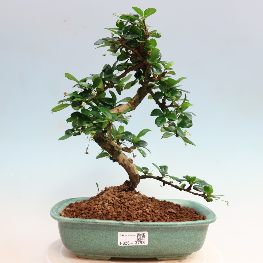 Pokojová bonsai - Carmona macrophylla - Čaj fuki