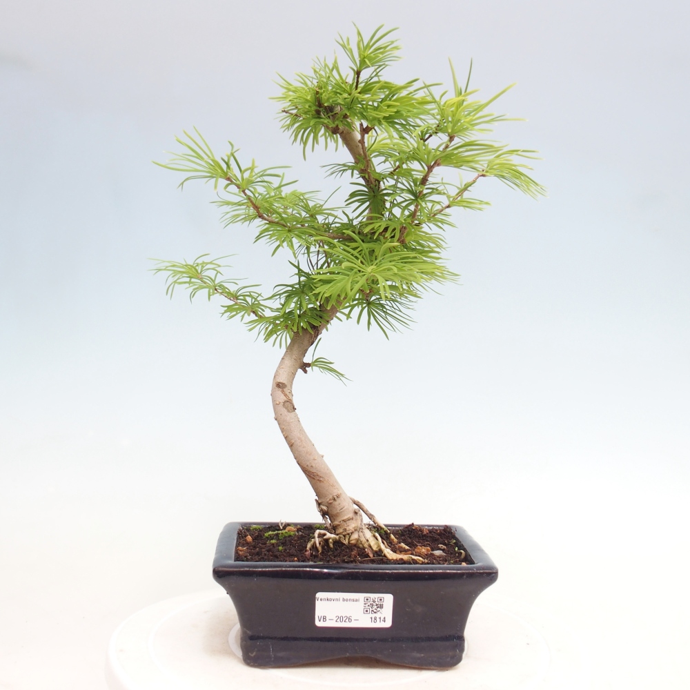 Venkovní bonsai -Pseudolarix amabis-Pamodřín