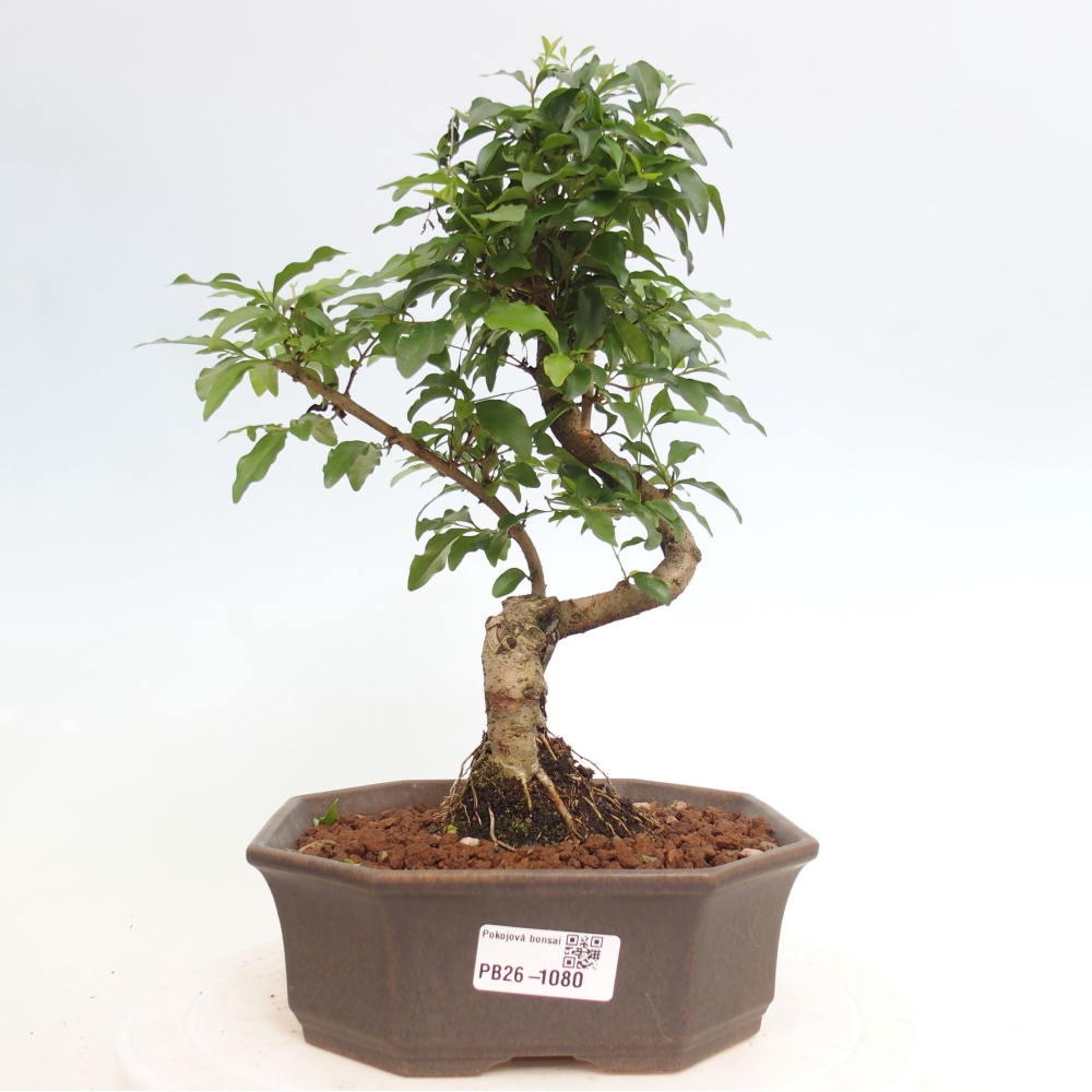 Pokojová bonsai -Ligustrum chinensis - Ptačí zob