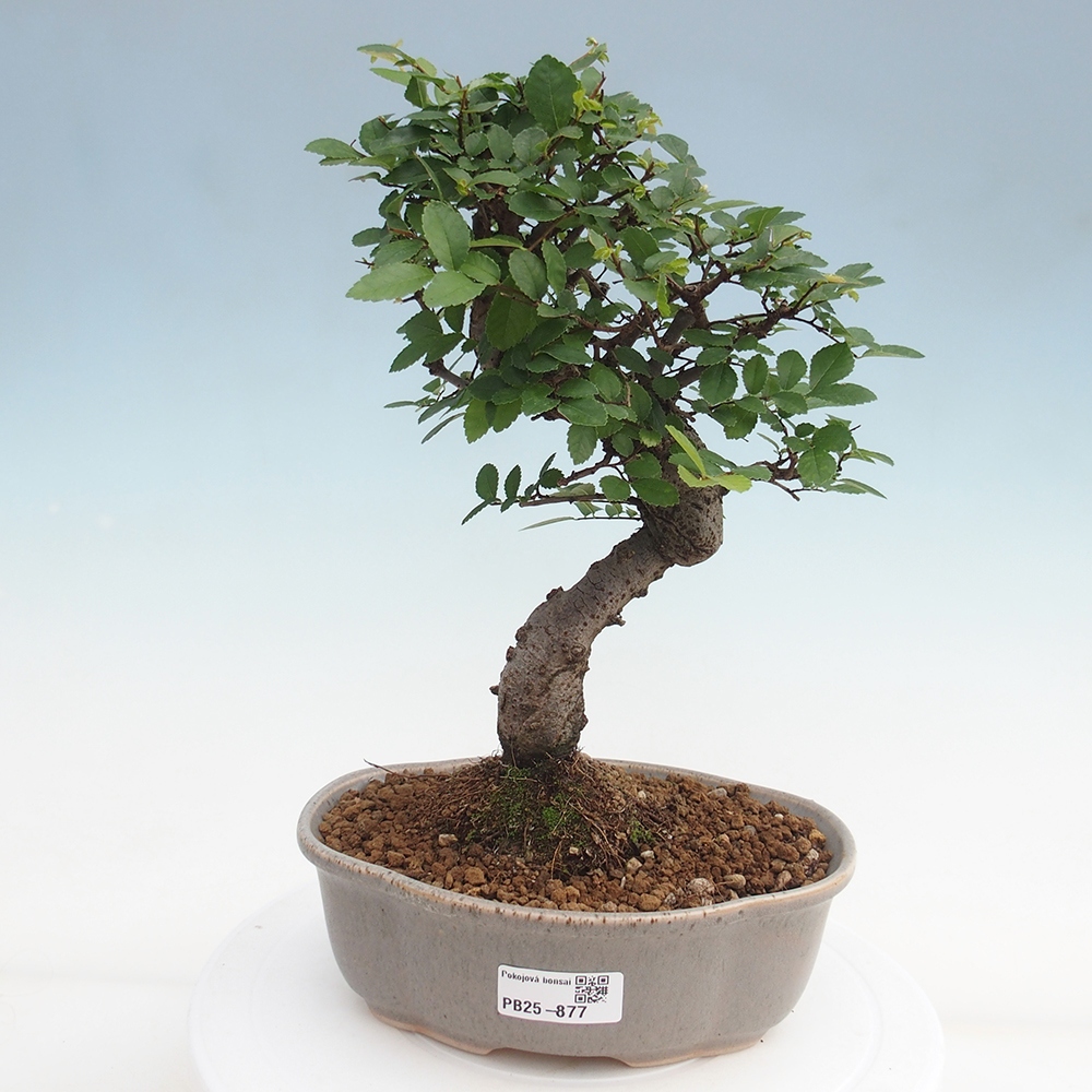 Pokojová bonsai - Ulmus parvifolia - Malolistý jilm