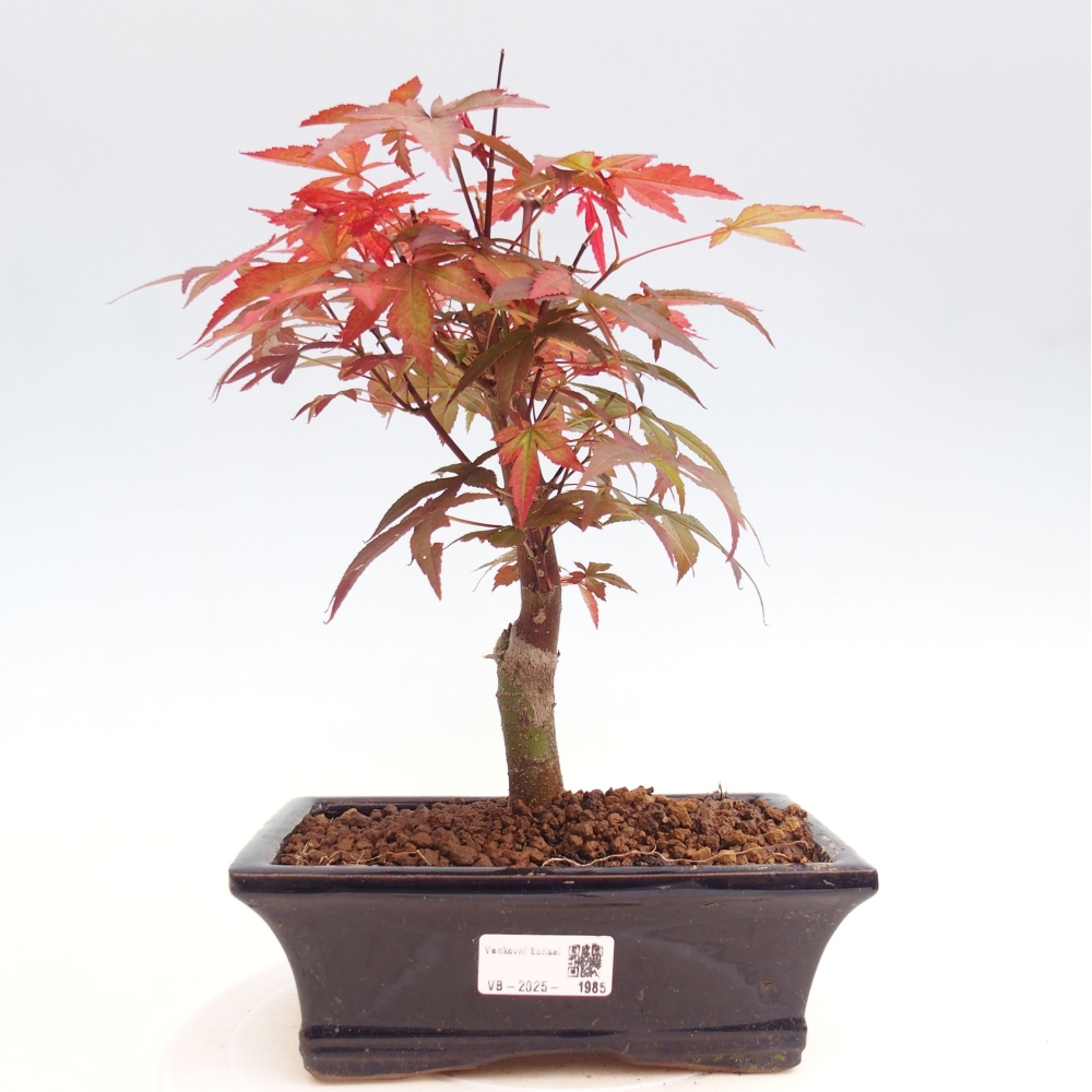Venkovní bonsai - Acer palm. Atropurpureum-Javor dlanitolistý