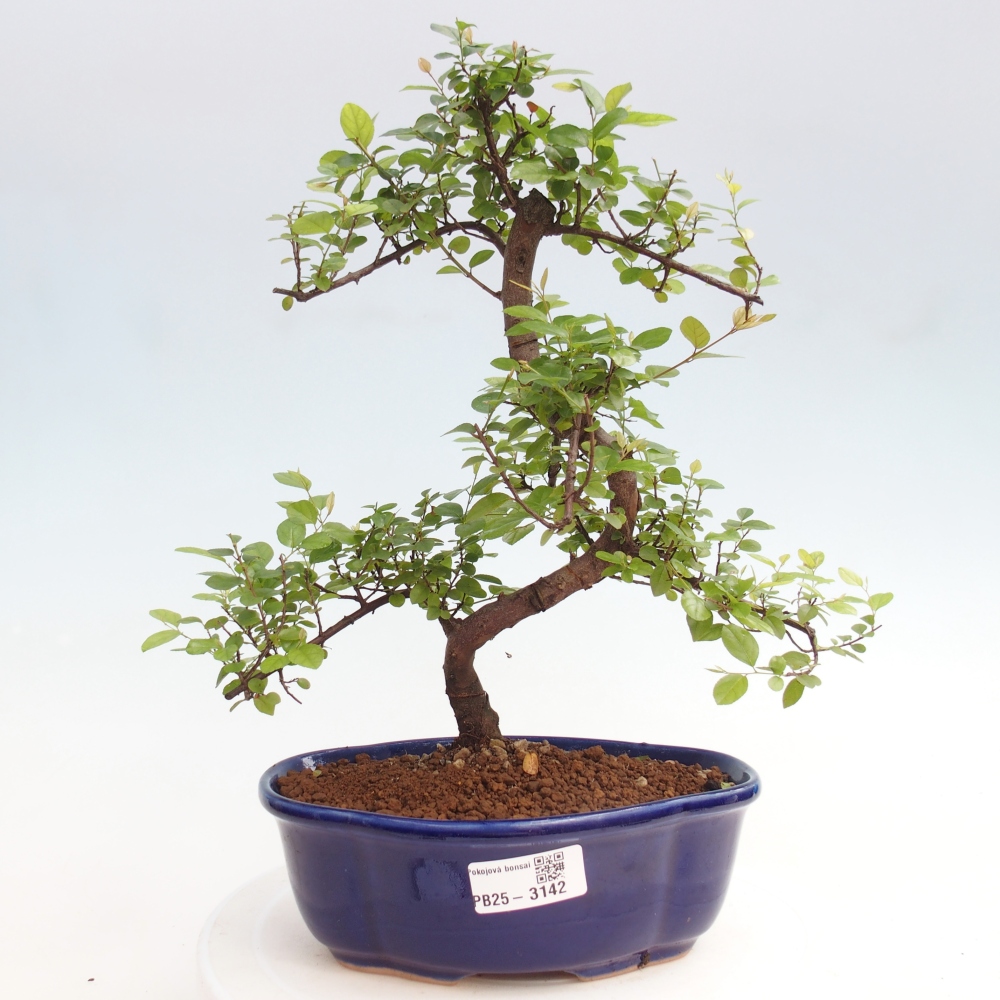 Pokojová bonsai - Sagerécie thea - Sagerécie thea