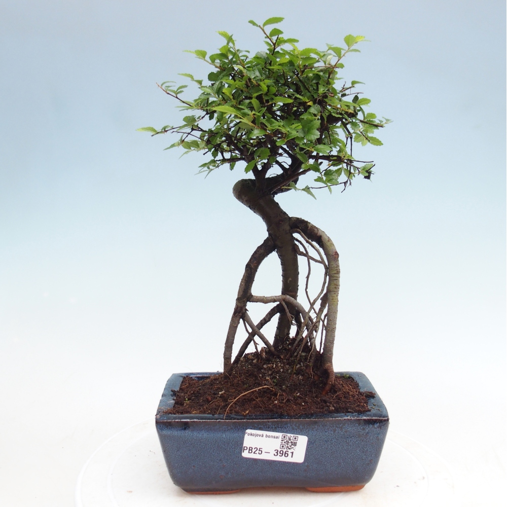 Pokojová bonsai - Ulmus parvifolia - Malolistý jilm
