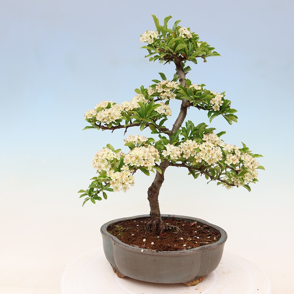 Venkovní bonsai - Pyracantha teton - Hlohyně šarlatová